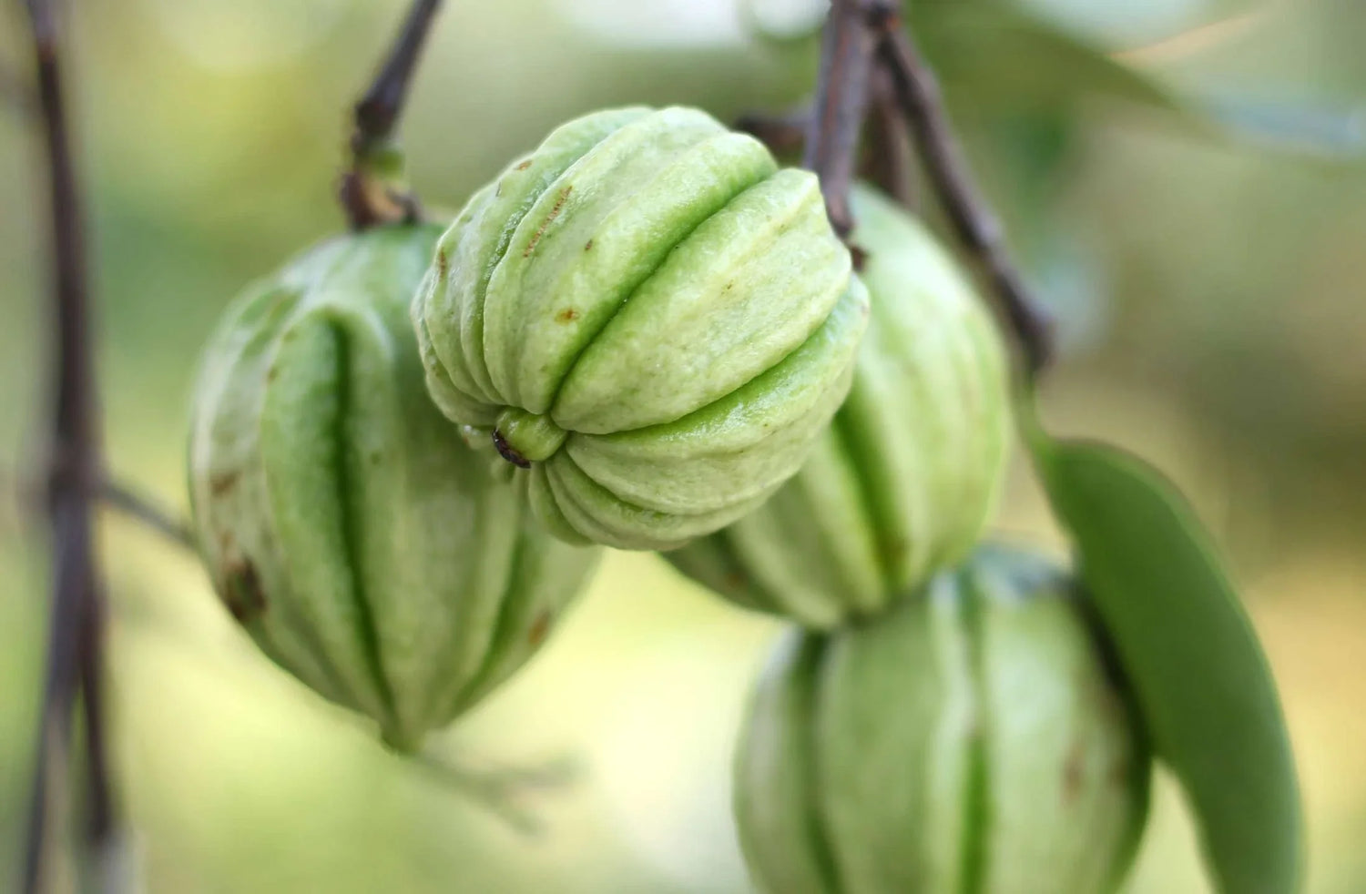 garcinia cambogia for weight loss by daily all day