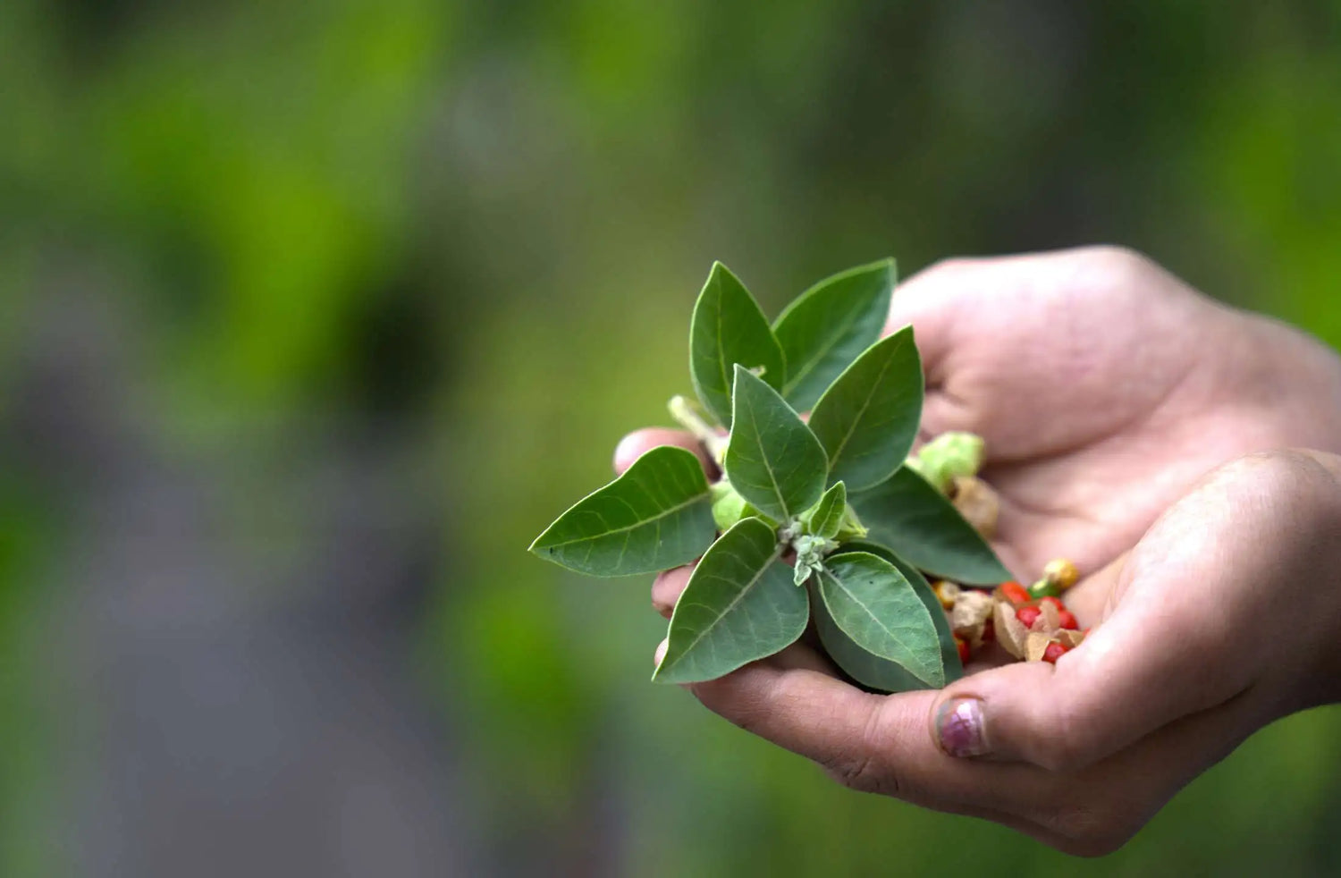 ashwagandha withania benefits by daily all day