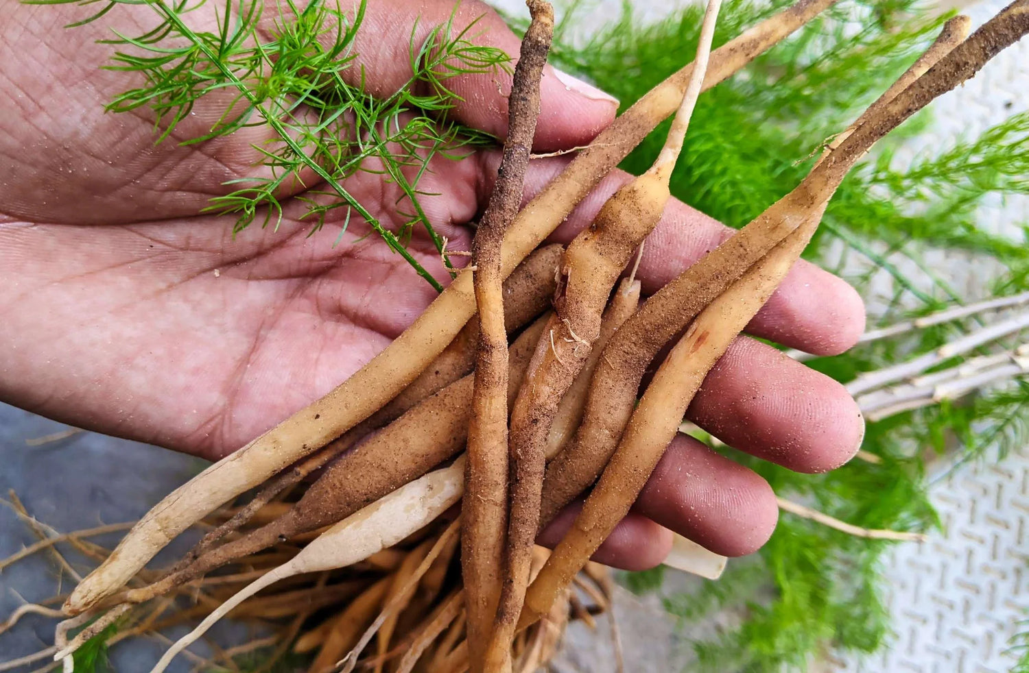 shatavari by daily all day