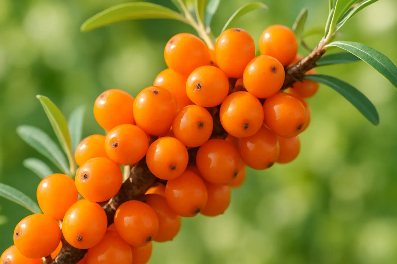 hidden-dangers-of-going-barefoot