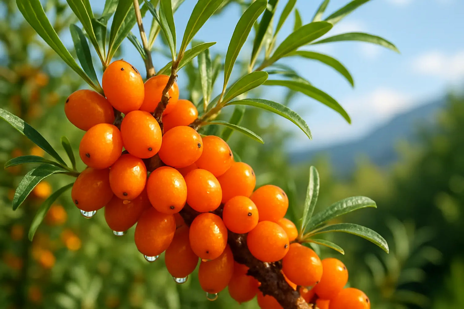 sea-buckthorn-berries-benefits-for-skin-and-health
