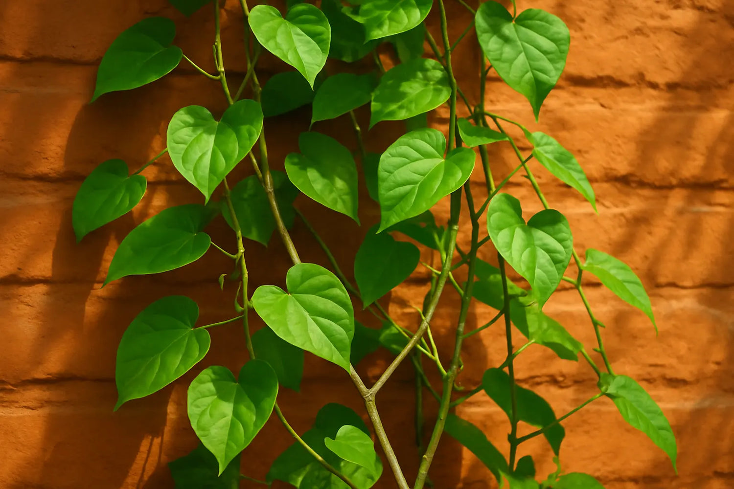 giloy-immune-evidence-indian-adults