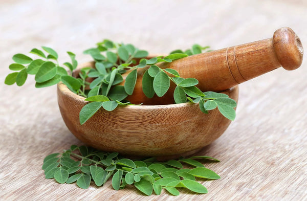 weight loss with moringa powder by daily all day