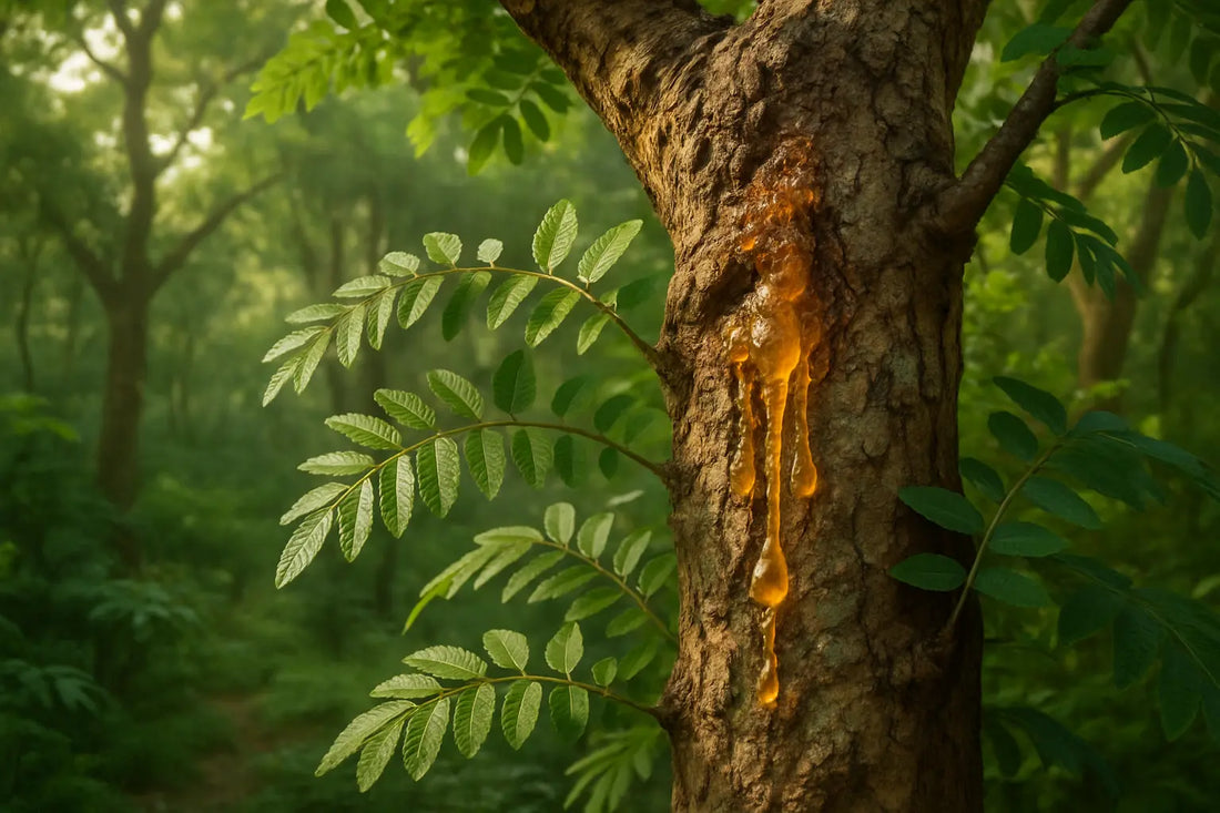 boswellia-serrata-supplement-indian-frankincense-joint-pain