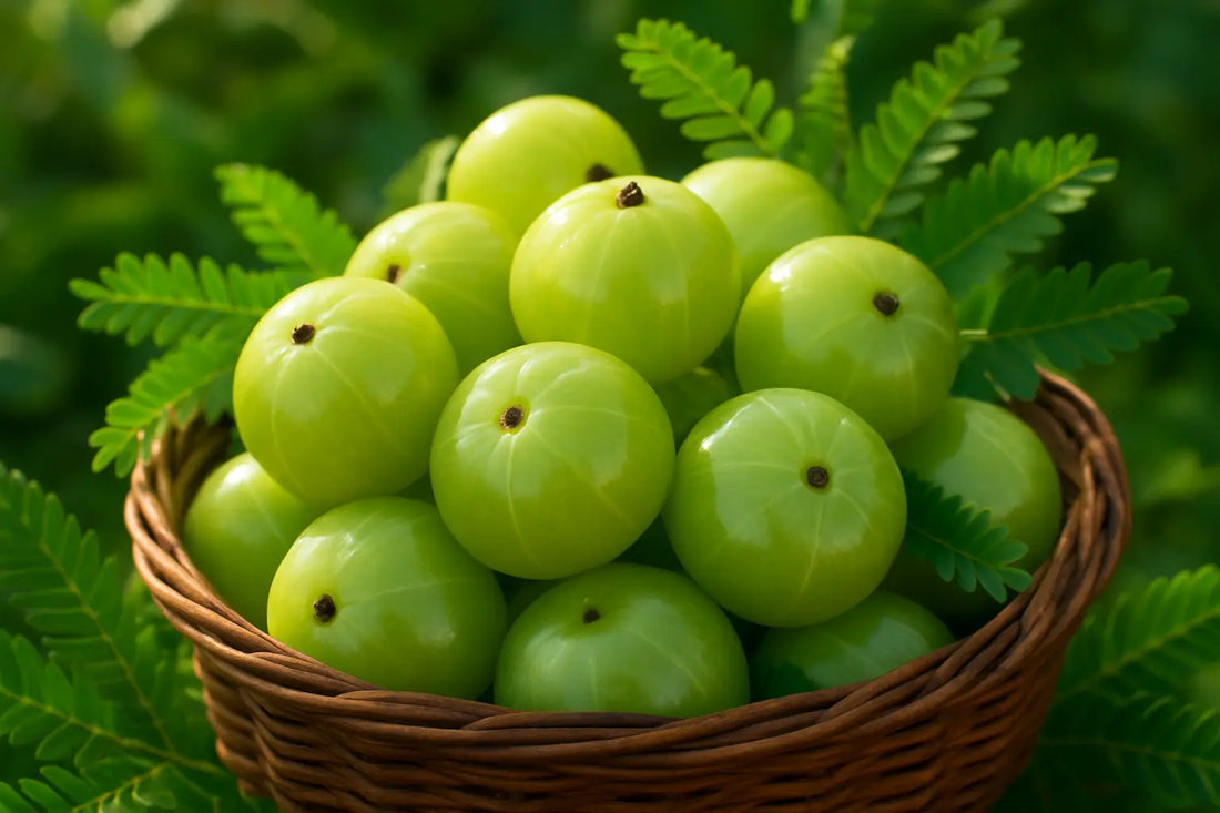 amla-indian-gooseberry-phyllanthus-emblica