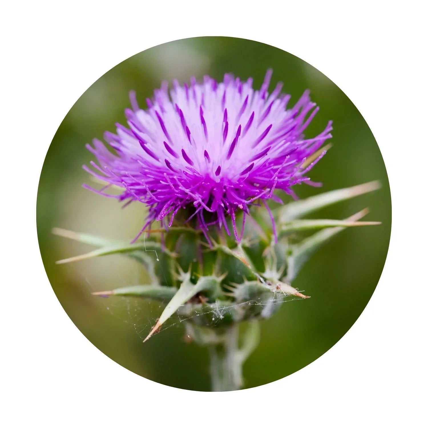 milk thistle and milk thistle benefits for liver by daily all day
