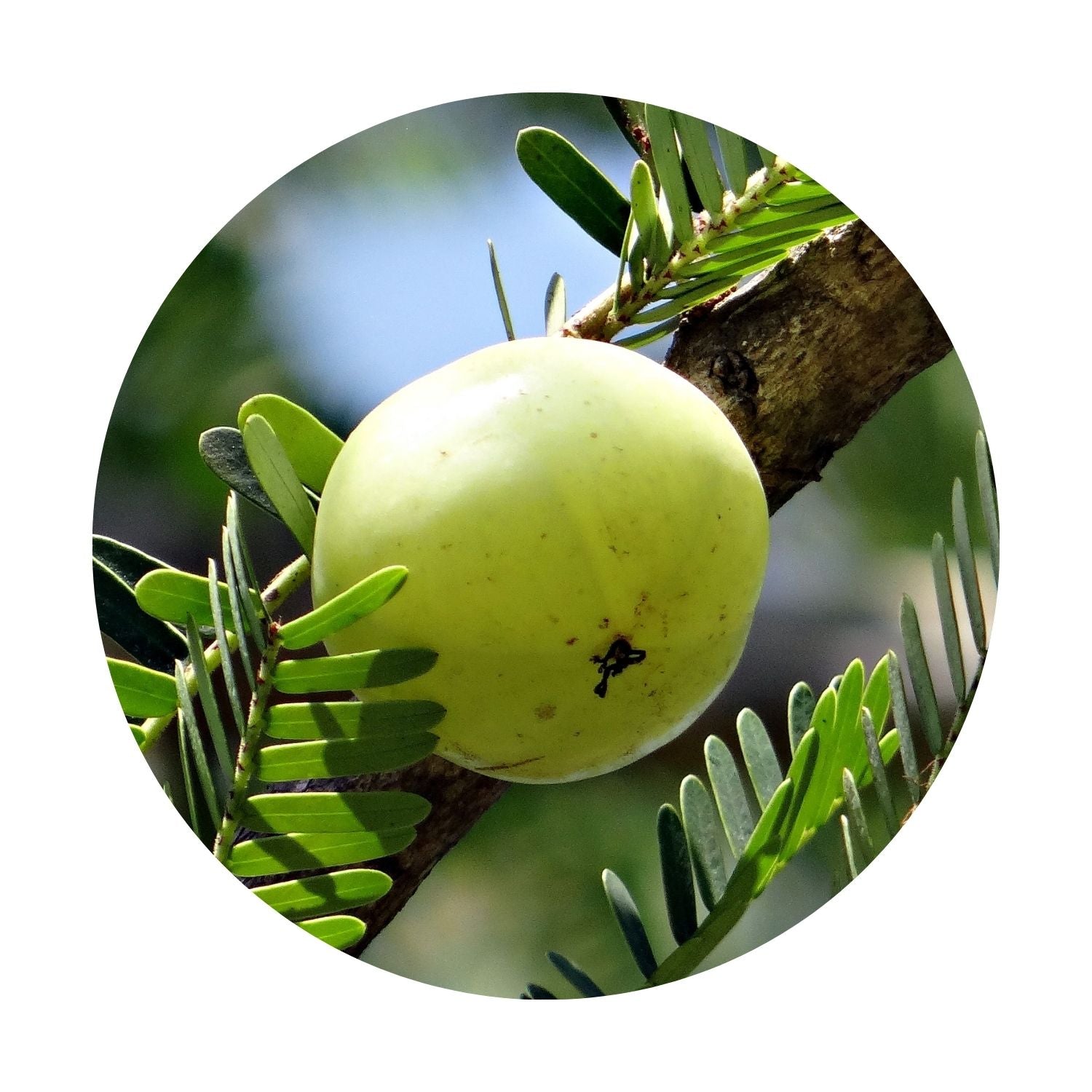 amla