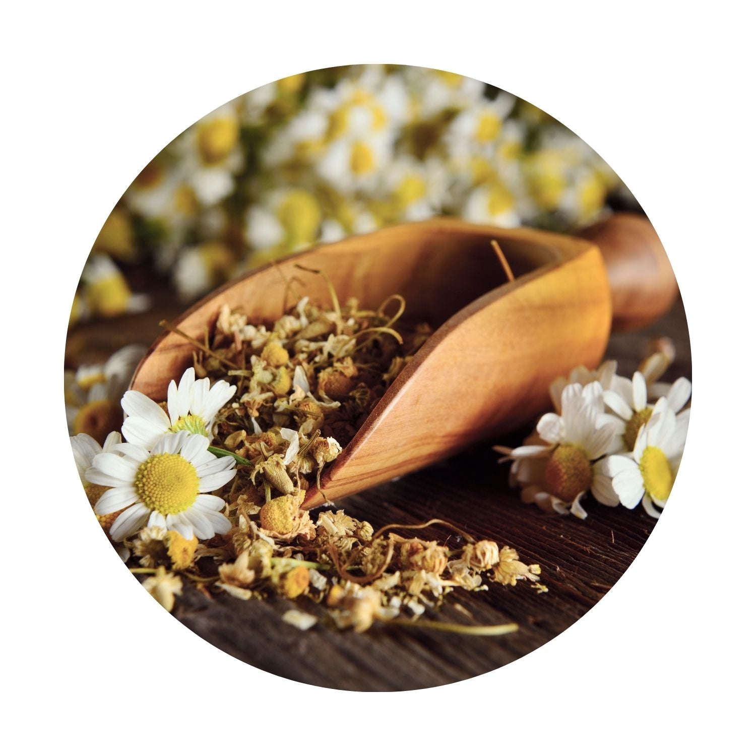 advantage of chamomile for stress and stress management by daily all day