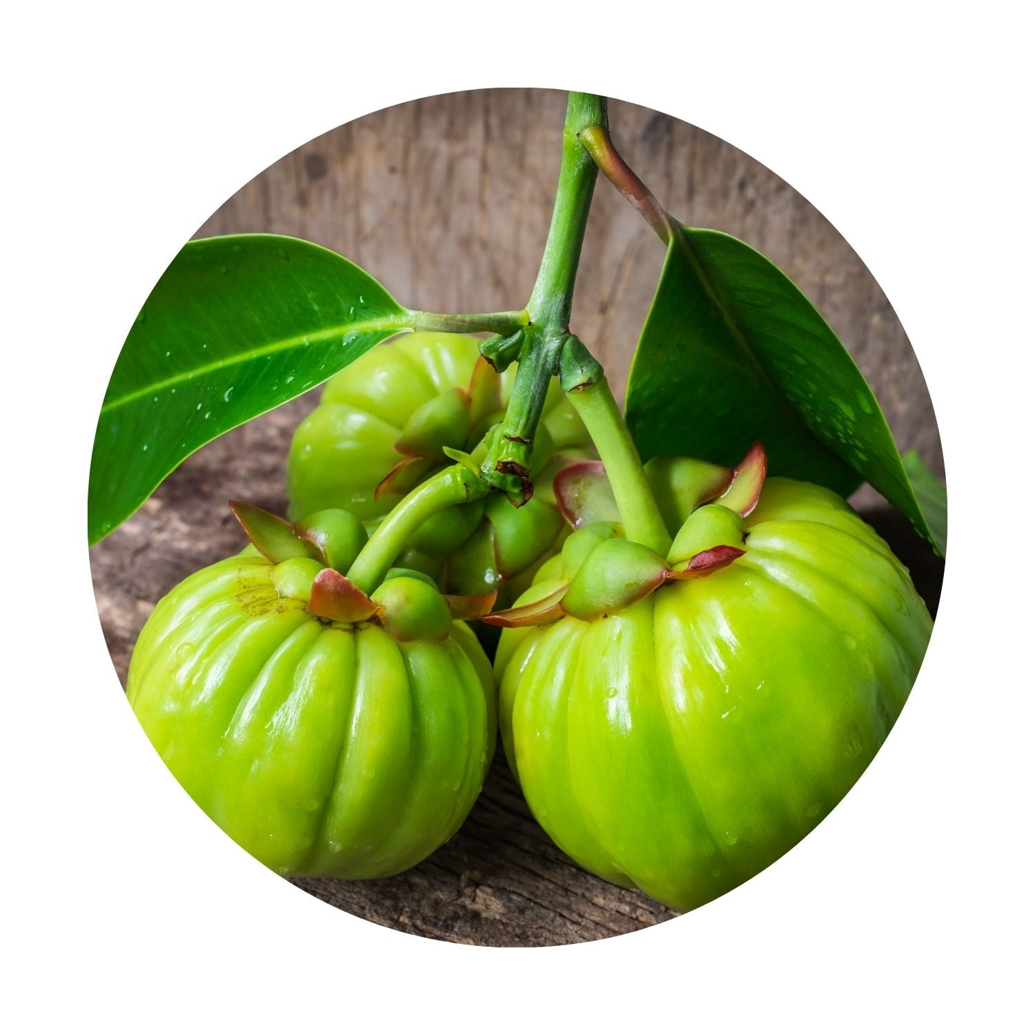 garcinia cambogia benefits as fat burner by daily all day