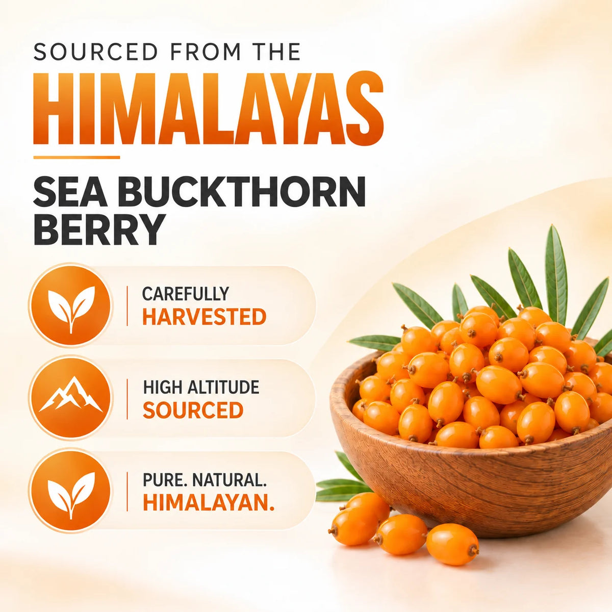 Himalayan sea buckthorn berry in a bowl, source of sea buckthorn oil